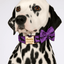 Classic Violet Print Set