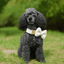 Wedding Teddy Handmade Knitted Set