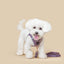 SoHo Complete Dog Walking Set - Lilac Gray