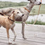 Robin Dog Collar Large - Natural