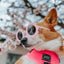 Dog Adjustable Harness - Neon Pink