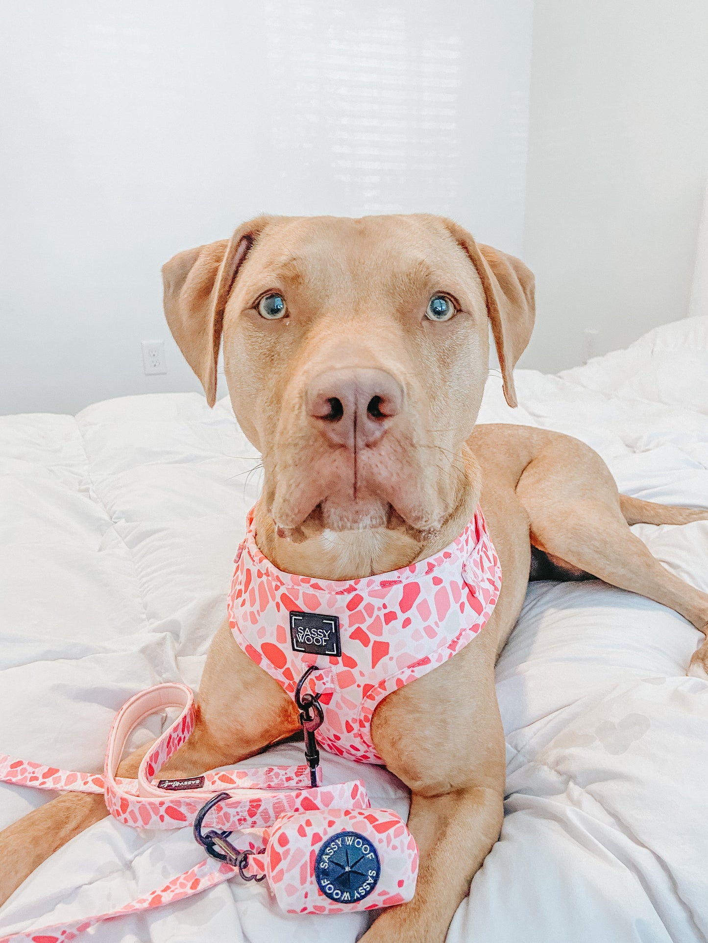 Dog Adjustable Harness - Mykonos