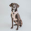 Dog Adjustable Harness - Pinot