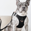 SoHo Dog Harness - Black