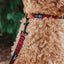 Dog Collar - Deck the Paws