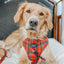 Dog Adjustable Harness - Deck the Paws