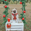 Dog Adjustable Harness - Deck the Paws