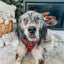 Dog Adjustable Harness - Deck the Paws