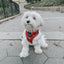 Dog Adjustable Harness - Deck the Paws
