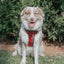 Dog Adjustable Harness - Deck the Paws