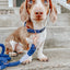 Dog Collar - Denim