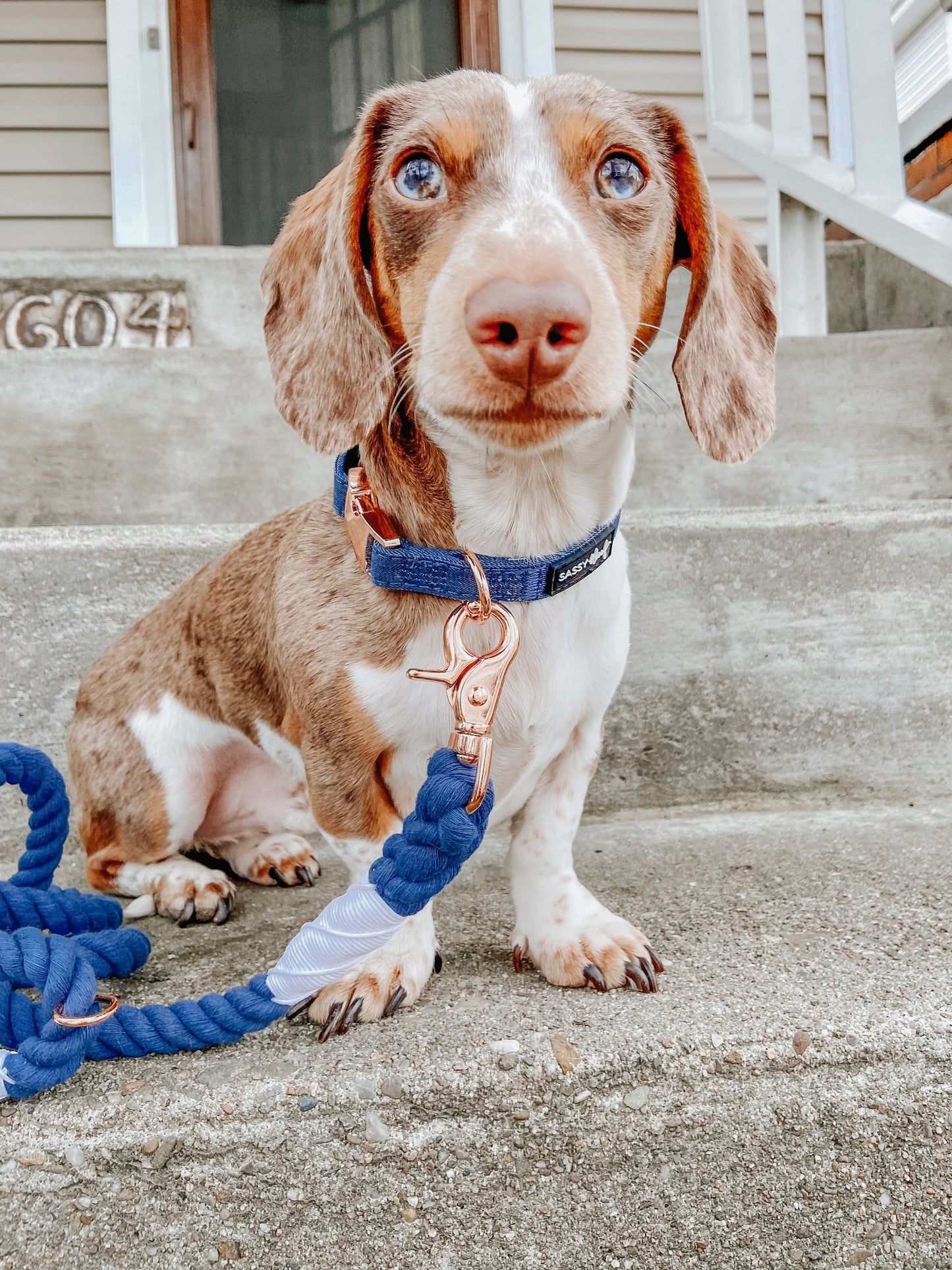 Dog Collar - Denim