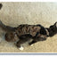 Diapurr Cat Diaper