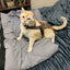 Diapurr Cat Diaper