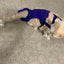 Diapurr Cat Diaper