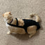 Diapurr Cat Diaper