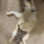 Diapurr Cat Diaper