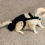 Diapurr Cat Diaper
