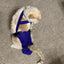 Diapurr Cat Diaper