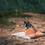 Dog Helios ® 'Boulder-Trek' 3-in-1 Expandable Surface Outdoor Travel Camping Dog Mat