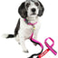 Dog Helios ® 'Neo-Indestructible' 2-in-1 Accordion Dog Collar and Leash