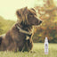 10-In-1 Leave-In Conditioner and Detangling Spray