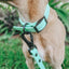 Dog Waterproof Collar - Green