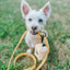 Dog Waterproof Leash - Yellow