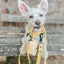 Dog Waterproof Collar - Yellow