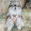 Dog Adjustable Harness - Simply the Zest