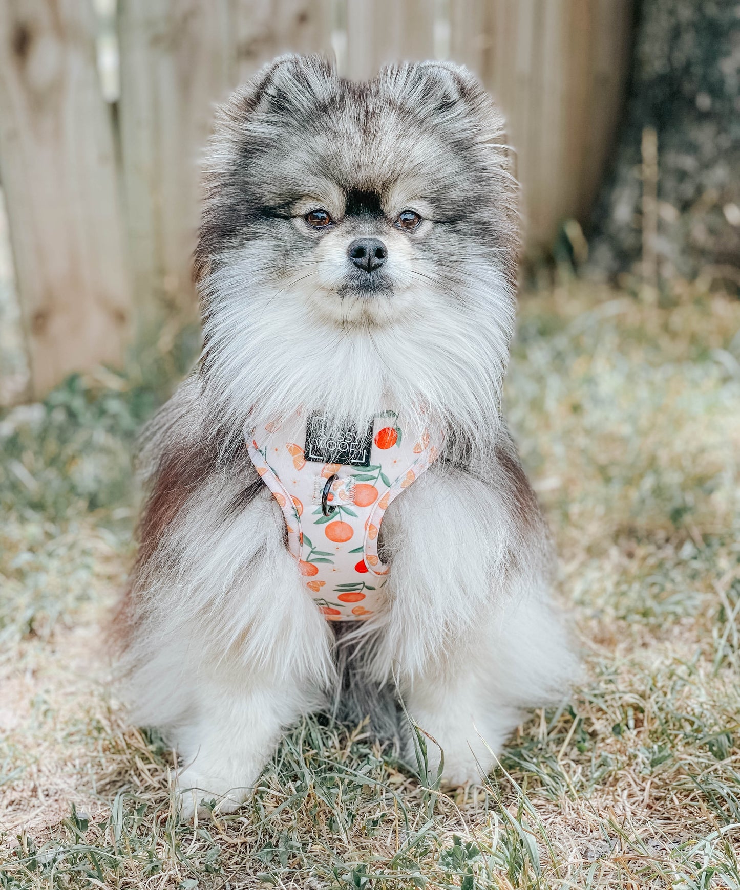 Dog Adjustable Harness - Simply the Zest