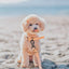 Dog Waterproof Leash - Orange