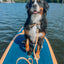 Dog Waterproof Collar - Orange