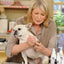 Pawdicure Polish Pens - Choose From 13 Colors! - Dog Nail Polish