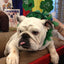 Pawdicure Polish Pens - Choose From 13 Colors! - Dog Nail Polish