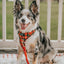 Dog Adjustable Harness - Deck the Paws