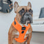 Dog Adjustable Harness - Neon Orange
