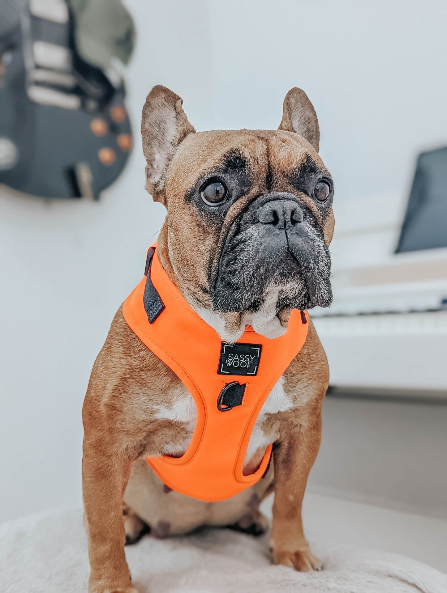 Dog Adjustable Harness - Neon Orange