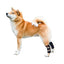 NeoAlly Dog Rear Leg Hock Brace with Safety Reflective Straps for Small Dogs [Short Version]