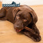 Dogginstix Bully Stick Dog Chew, All-Natural, Grass-Fed Beef, Odor-Free