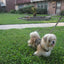 Doggy Holster Small Dog Harness (Made in USA)