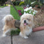 Doggy Holster Small Dog Harness (Made in USA)