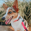 Dog Collar - Neon Pink