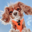 Dog Adjustable Harness - Neon Orange