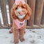 Dog Reversible Harness - Dolce Rose