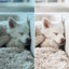 Dreamy Presets