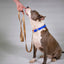 Leopard Print Dog Leash
