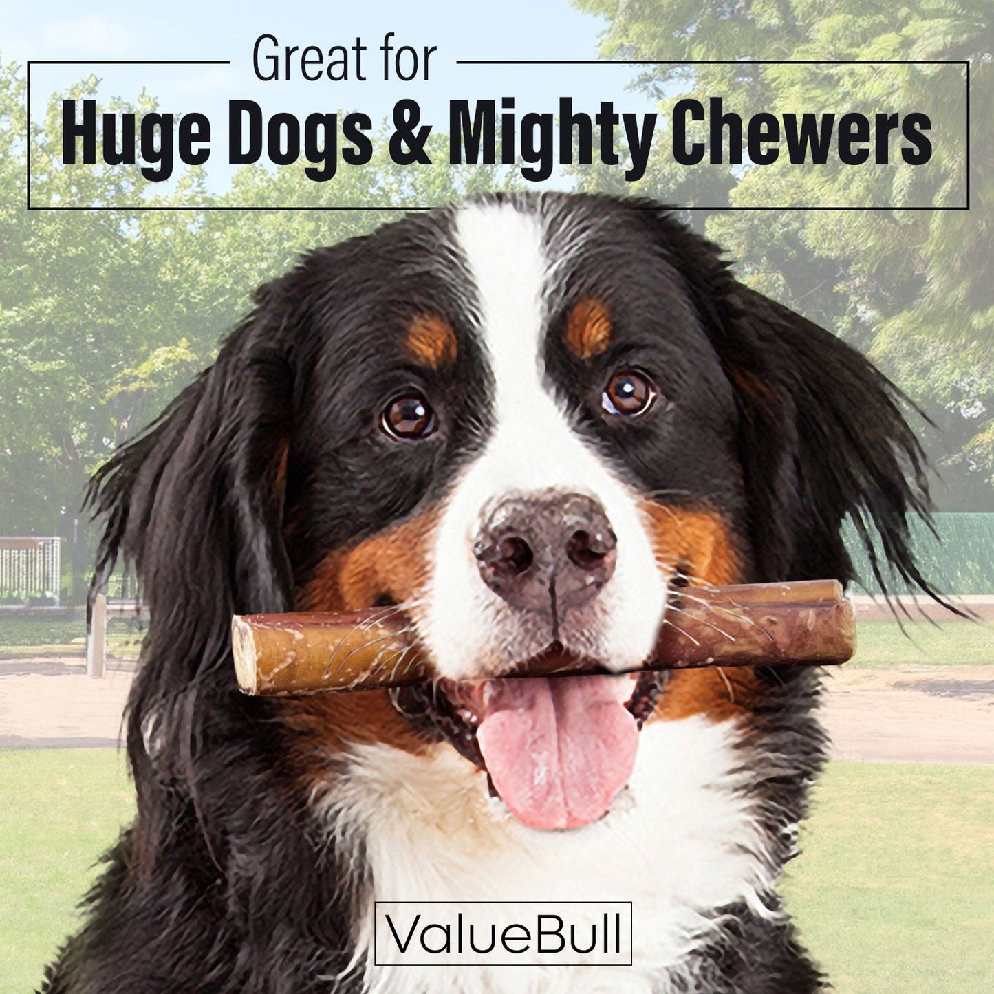 ValueBull Bully Sticks for Large Dogs, Super Jumbo 6 Inch, 25 Count