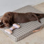 Ashi Dog Toy Large - Lavender/Amber
