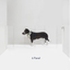Wall Mount Zig Zag Gate (Low)